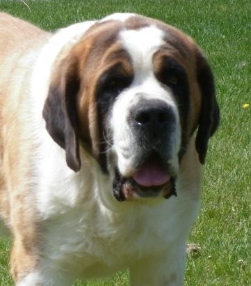 Saint Bernard Puppies For Sale